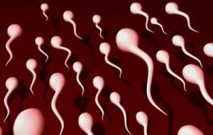 SPERM